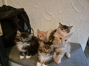 4 Maine Coon Kitten suchen ihre Familien 