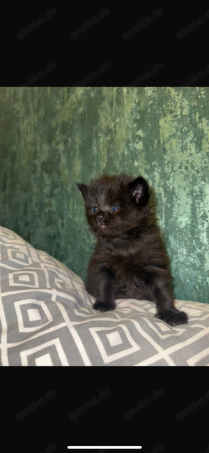 Maine Coon Kitten