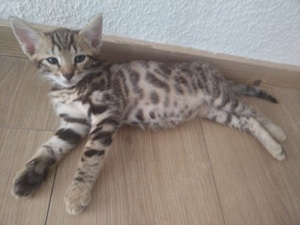 4 Bildschöne Bengal Mix Kitten abzugeben! 