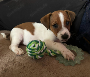 Jack Russell Welpen suchen liebevolles Zuhause:) 