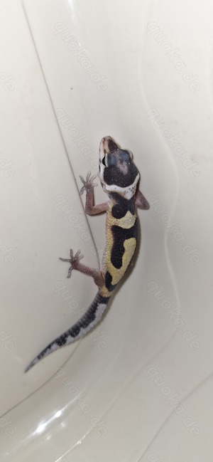 Leopardgecko 