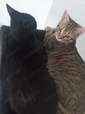 2 Katzengeschwister dringend abzugeben 