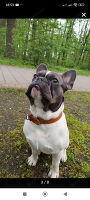 Französische Bulldogge Rüde in blue tan pied mit Stammbaum und Erfahrungen 