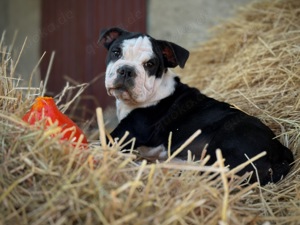 Noch 1 New English Bulldog Welpe mit Ahnentafel von untersuchten Elterntieren