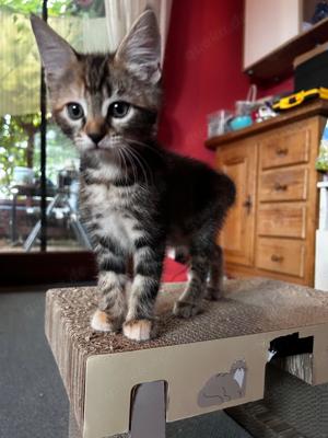 Maine Coon Mix Kitten 