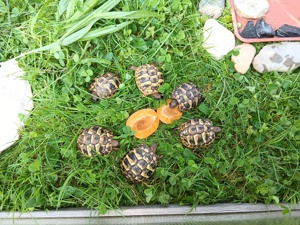 Griechische Landschildkröten 