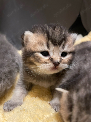 BKH kitten Britisch Kurzhaar british shorthair katze kater