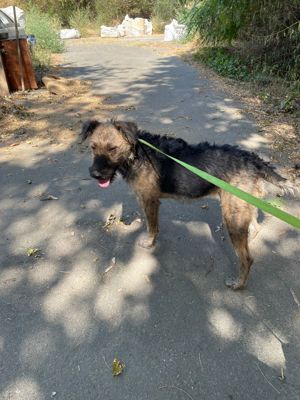 Sabina, z.Zt. in Ungarn, zuckersüße Terrier-Dame