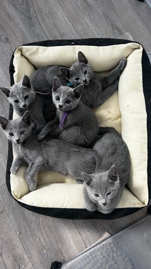 Russisch Blaue Kitten 