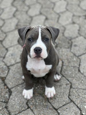 American Bully XL Welpen