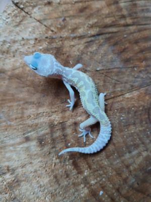 Leopardgecko Weibchen NZ 23 & 24  Eublepharis macularius