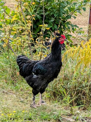 Junger Hahn schwarz Teufelshuhn