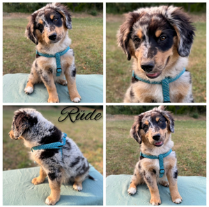 Australian Shepherd Rüde