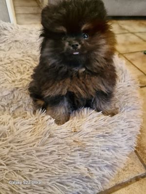 Pomeranian Zwergspitz 