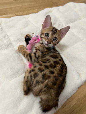 Bobtail Bengal Weibchen