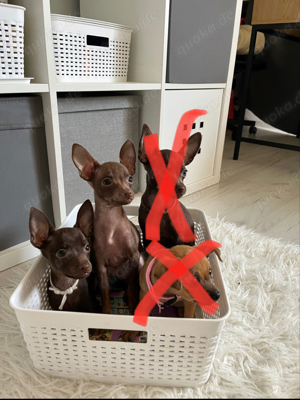 Russkiy Toy Terrier (mini)