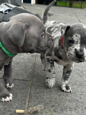 Old English Bulldog