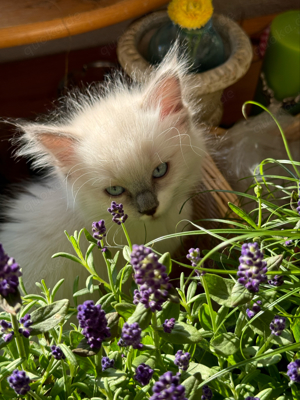 Ragdoll Kitten