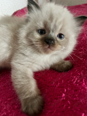 Ragdoll Katzenbabys