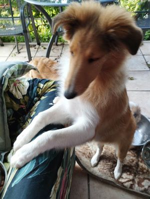 Collie Welpe Amerikan Collie Langhaarwelpe Wuffi reinrassig 16 Wochen sucht allerbesten Eltern