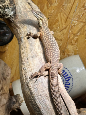 Varanus acanthurus