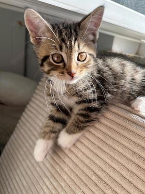 Kitten abzugeben BKH Bengal MIX