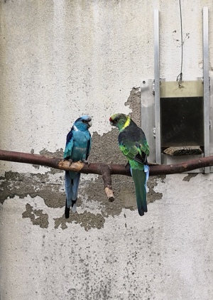 2 Barnardsittiche abzugeben 