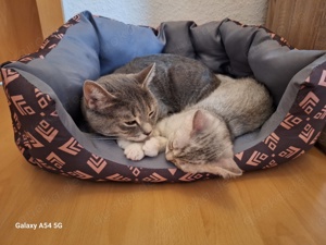 Süße BKH Kitten (Mix) und ihre liebevolle Katzenmama(kastriert), mit allem Zubehör,das sie brauchen