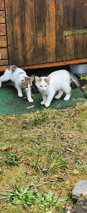 3 süße Kitten suchen ein schönes zu Hause 