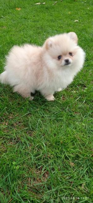 Pomeranian-Welpen