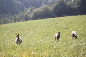  Mini-Job an der frischen Luft