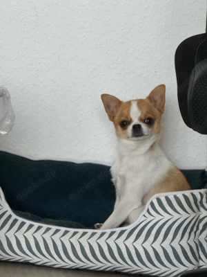 Chihuahua Deckrüde gesucht