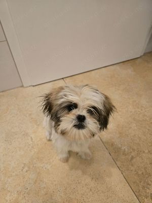 Shih Tzu Mädchen Liebevoll