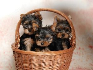 Wunderschöne Yorkshire Terrier Welpen