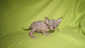 Reinrassiege Cannadische Sphynx Kitten mit Stammbaum 