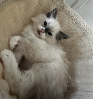 Reinrassige Ragdoll KItten abgabebereit!