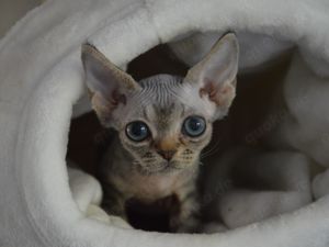 Sehr liebes Kätzchen Dominic sucht ein liebevolles Zuhause!