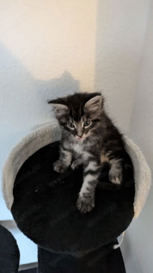  Maine Coon Kitten zu verkaufen 