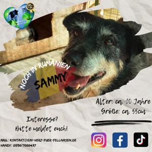 Senior Sammy sucht gemütliches Zuhause