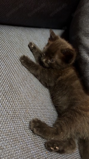 Baby katze mit blauen Augen 