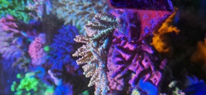 Acropora korallen 