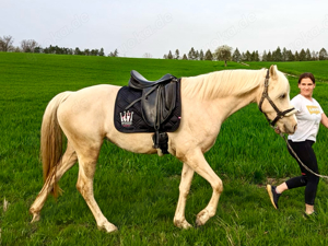 Deutsches Reitpony XXL Weser Ems