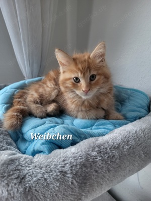 Seltenes Rotes Maine Coon Mädchen