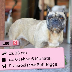 Lea - freundlich, sozial