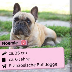 Noemie - freundlich, sozial