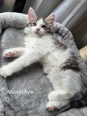 Hübscher Maine Coon Bub 