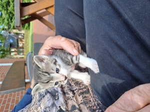 niedlicher Kater zahm und kinderlieb 