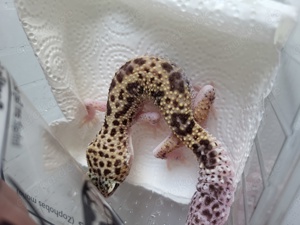 Leopardgecko