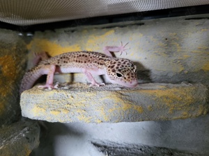 Leopardgecko