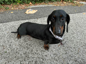 Dachshund